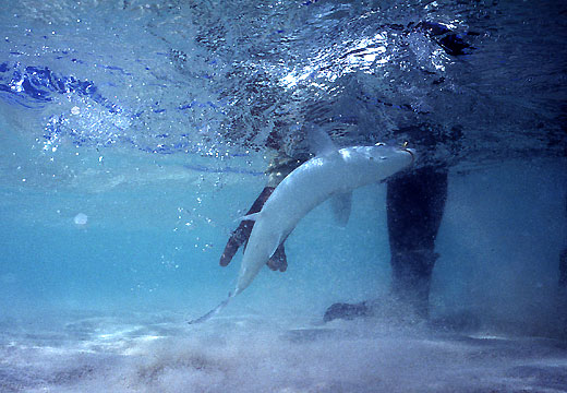 Bonefish U/W