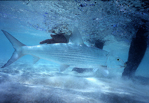 Bonefish U/W