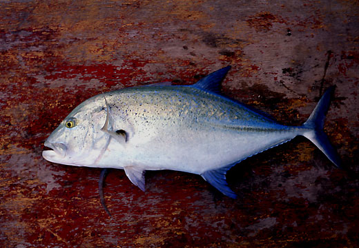 Bluefin Trevalley