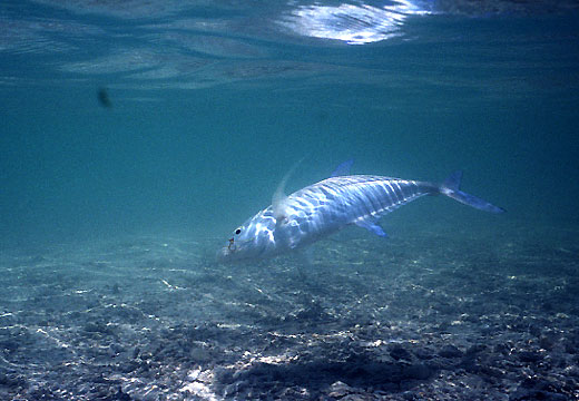 Bluefin U/W