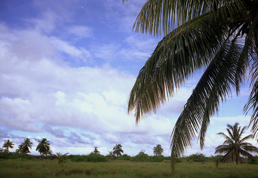 Palm Field
