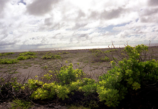 Plants and Cloud