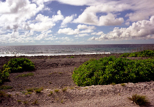 Beach and Plants