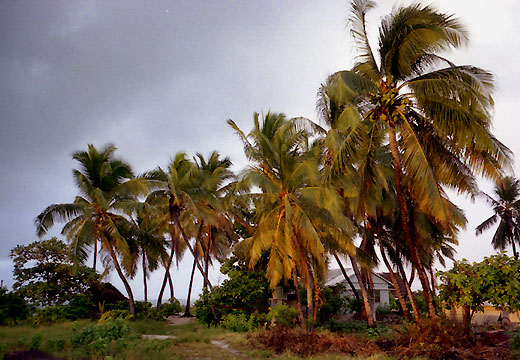 Palms