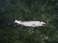 3lb Bonefish
