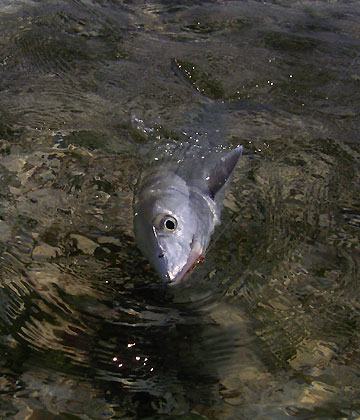 Bonefish 2lb