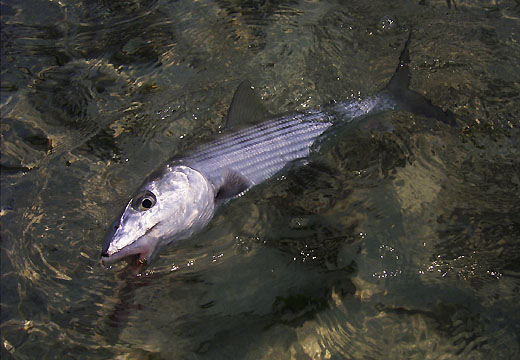 Bonefish Face