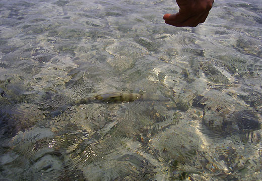 Bonefish Face