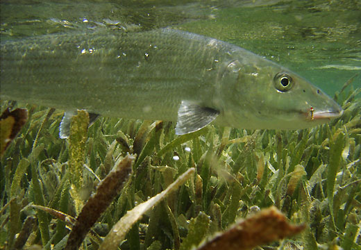 9lb Bonefish U/W