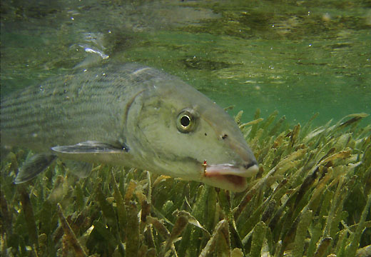 9lb Bonefish Face U/W