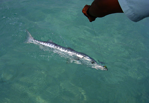 Baracuda