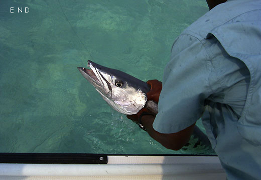 Baracuda 2