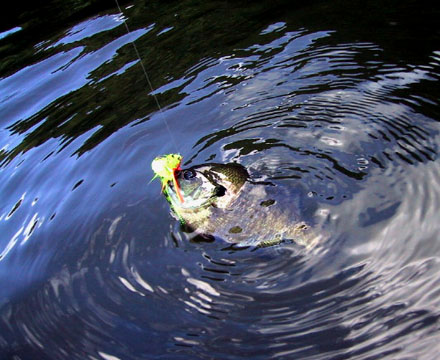 Bluegill