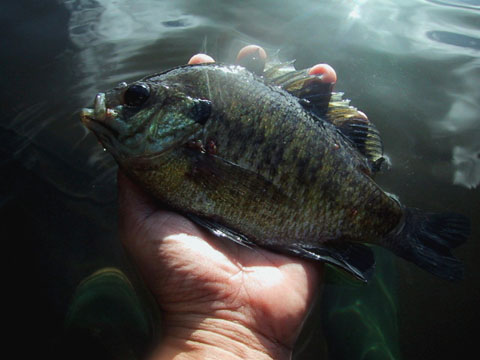 bluegill