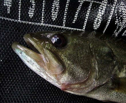 Bass