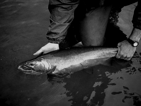 SilverSalmon1